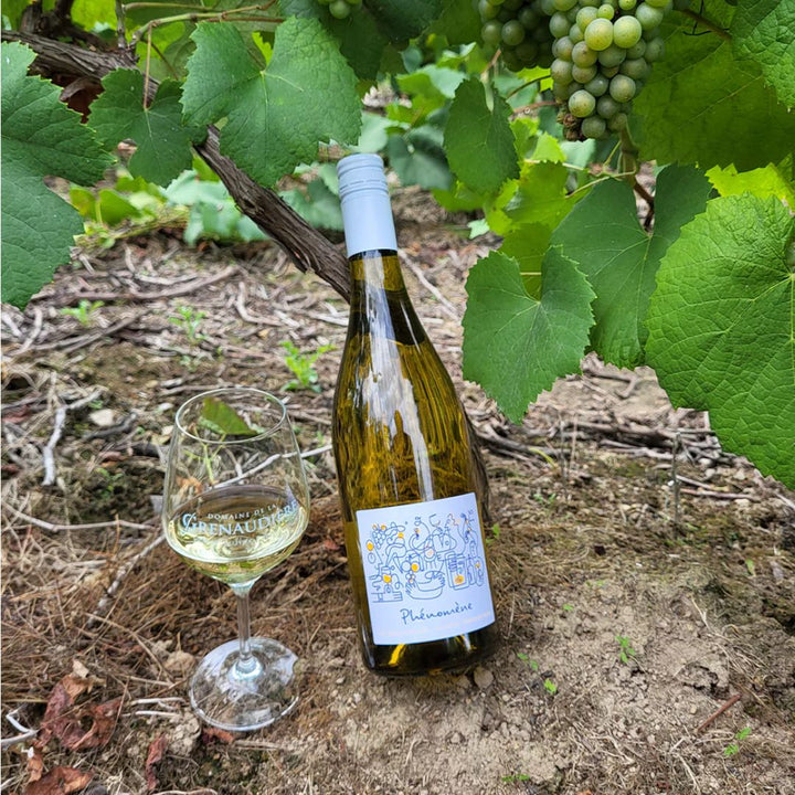 Phénomène - Melon de Bourgogne